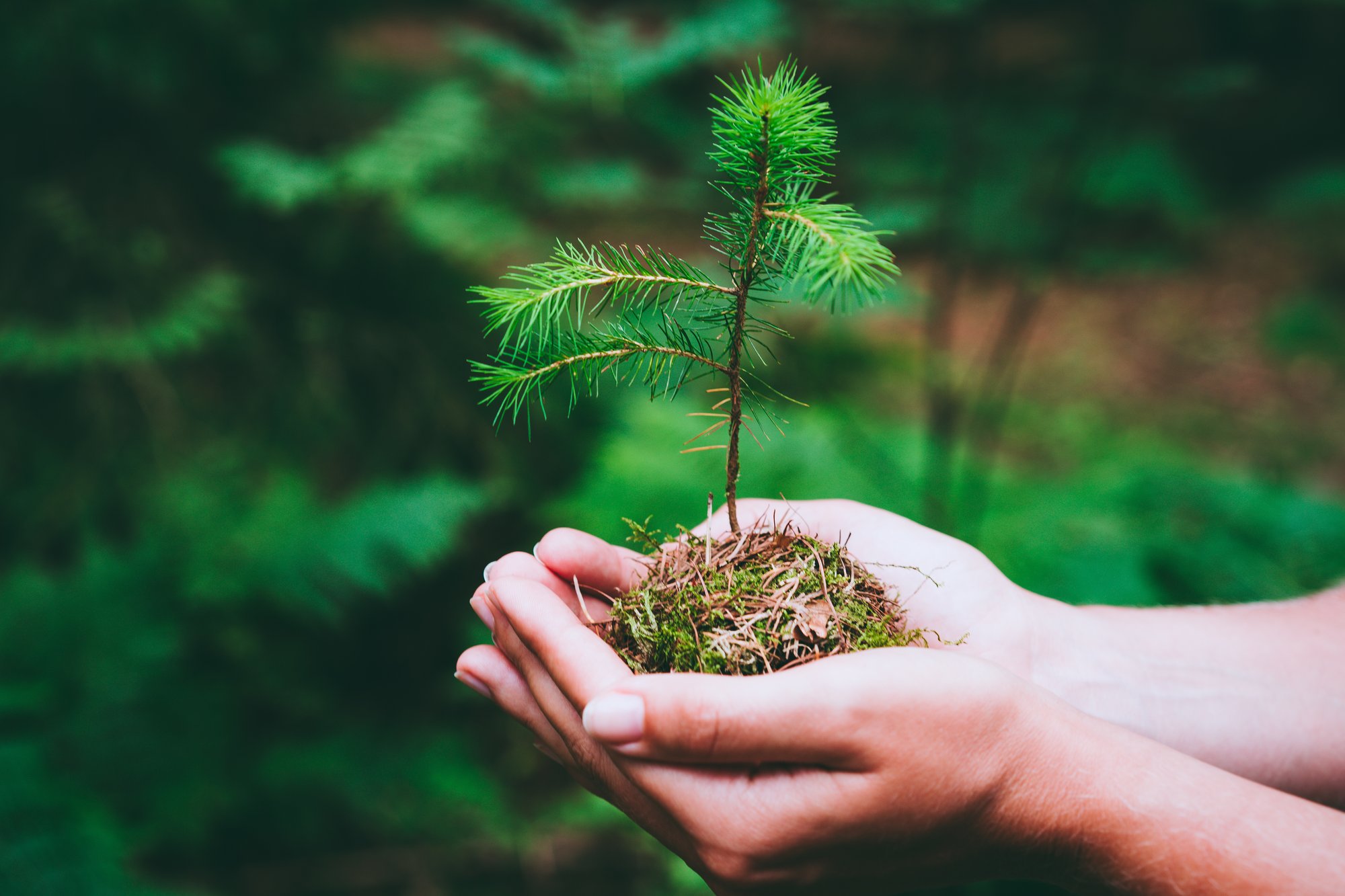 female-hand-holding-sprout-wilde-pine-tree-in-nature-green-forest-earth-day-save-envir-SBI-331299605